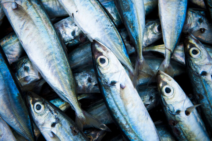 Sardina, pescado blanco o azul