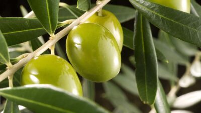 curiosidades de la flor del olivo